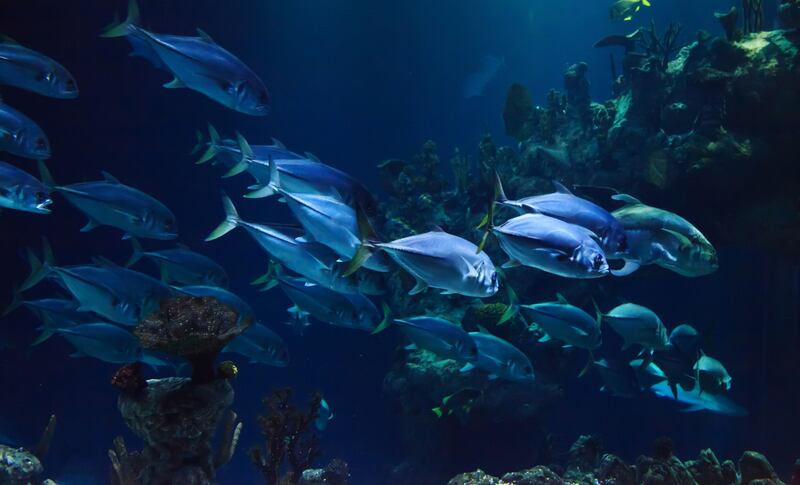 ¿Peces miniatura? Científicos aseguran que algunas especies reducen su tamaño debido a la crisis climática