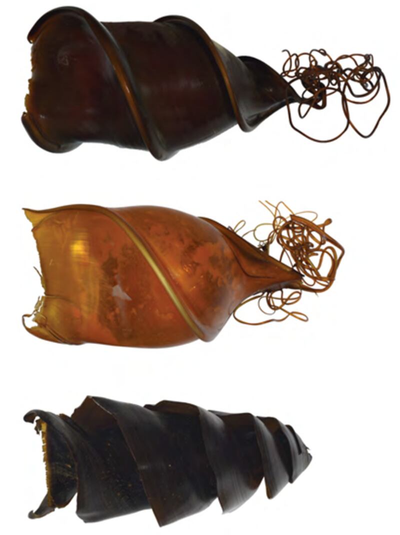 Nueva especie de tiburón