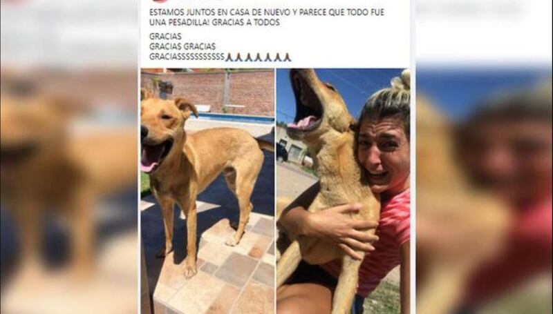 perrito perdido dueña reecuentro