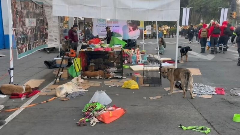 perritos peregrinos
