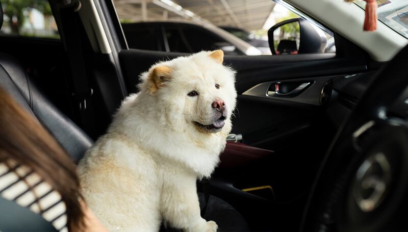 Es ilegal viajar con tu mascota en la CMDX