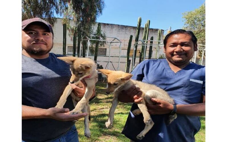 coyotes tulancingo