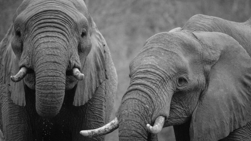 Elefante, persona, derechos 2.jpg