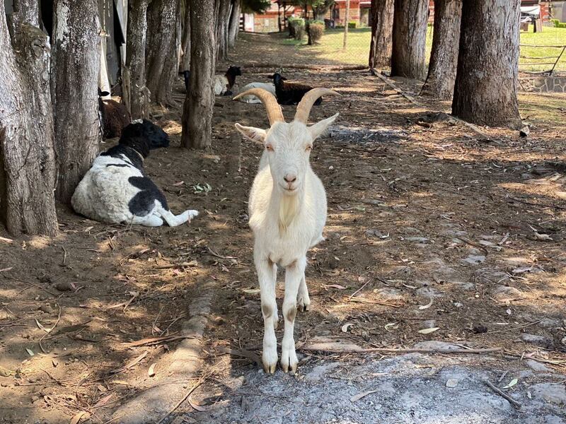 cabras  borregos fundación toby