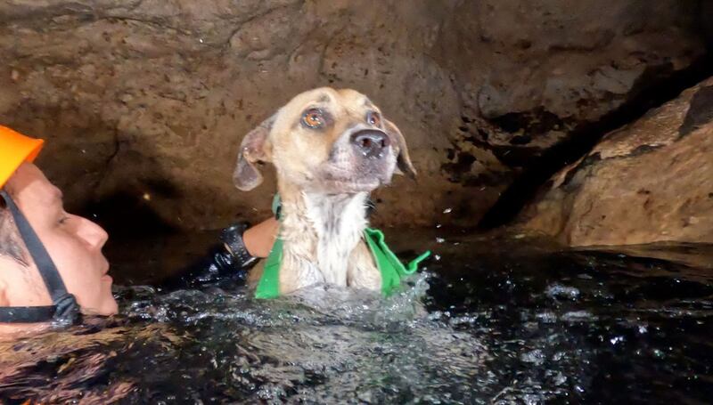 perrita cenote Yucatán