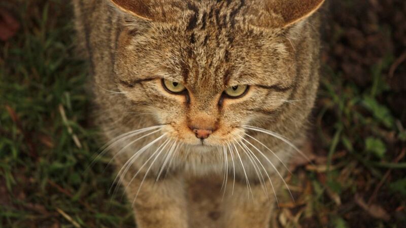 Especie, gato, mito b.jpg