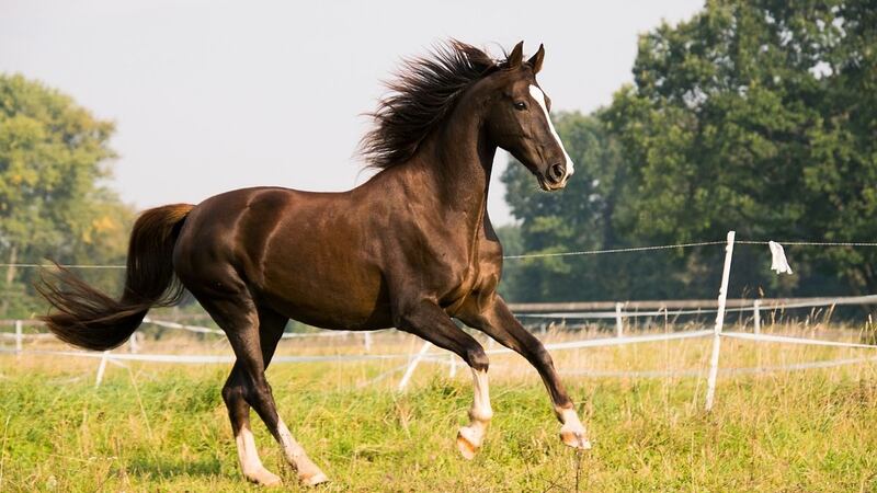Caballos, domesticados, estudio 2.jpg